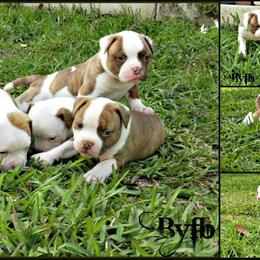 American Bulldog and French Bulldog Puppies from BackyardfinestBullys
