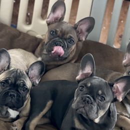 Fran - Blue French Bulldog puppy in Obetz, Ohio from Ferdulalux Frenchies
