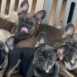 Fran - Blue French Bulldog puppy in Obetz, Ohio from Ferdulalux Frenchies