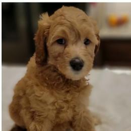 Charlotte - Apricot female Goldendoodle puppy in Fort Worth, Texas from Stacy Warwick