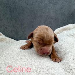 Celine - Red female Australian Labradoodle puppy in Denton, Texas from Liberty Hill Labradoodles