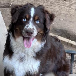 Andover's Got Your Six - Red tri-color male Miniature American Shepherd puppy in Rockford, Illinois from Andover Aussies