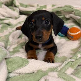 Baron - Black and tan male Dachshund puppy in Los Angeles, California from Dachshunds of the Desert