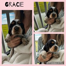 Gracie - Liver white and tan female English Springer Spaniel puppy in Charleston, South Carolina from Folly Beach English Springer Spaniels