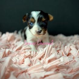 Girl 4 - Black tan and white female Biewer Terrier puppy in Lathrop, California from Forever Charmed