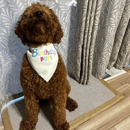 Goldendoodle and Poodle All Grown Up from East Valley Pups