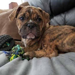 Olde English Bulldogge Puppies from Gods Of Olympus Bulldogges