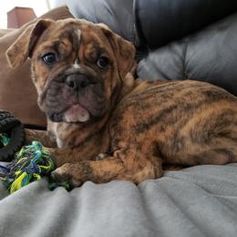 Olde English Bulldogge Puppies from Gods Of Olympus Bulldogges