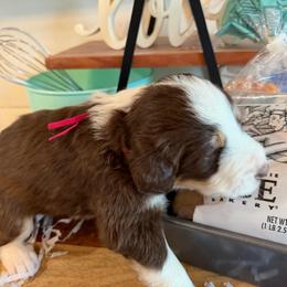 Chibatta - Tri-color female Bernedoodle puppy in Gilbert, Arizona from The Berne Barn... it’s a Doodle thing!