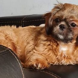Shih Tzus from Cinnamon's Shih Tzus