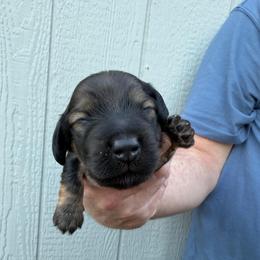 Mr. Hash Brown - Cream male Dachshund puppy in Knoxville, Tennessee from Over The Moon Minis