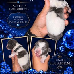 Sterling - Blue and white male Shih Tzu puppy in Eunice, Louisiana from 4J's Cajun Kennels