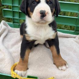 Yellow Boy - Black, white and red male Greater Swiss Mountain Dog puppy in Oregon City, Oregon from Runamuck's Greater Swiss Mountain Dogs