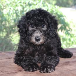 Sage AKC Champion Bloodlines DNA Tested Parents - Silver female Poodle puppy in Haines City, Florida from Divine Poodle Paradise Standard Poodles & Divine Dachshunds