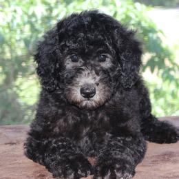 Sage AKC Champion Bloodlines DNA Tested Parents - Silver female Poodle puppy in Haines City, Florida from Divine Poodle Paradise Standard Poodles & Divine Dachshunds