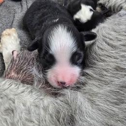Mickey - Black and white male Aussiedoodle puppy in Lebanon, Oregon from Abbott Family Farm