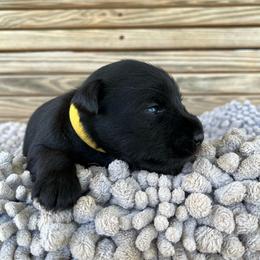 Ember - Black female Miniature Schnauzer puppy in Dawson, Georgia from Faith Farm Miniature Schnauzers