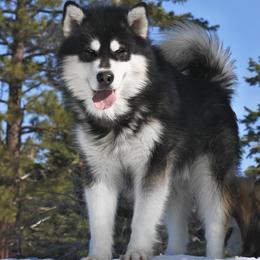 Tyson - Alaskan Malamute
