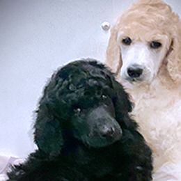Poodles from Harwood Poodles