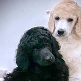 Poodles from Harwood Poodles