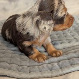 Galaxy - Dapple female Dachshund puppy in Box Elder, South Dakota from Bee Sweet Dachshunds