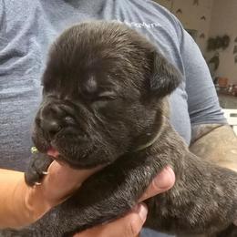Green collar male - Black brindle male Cane Corso puppy in Granbury, Texas from La Muerte Corso Kennel