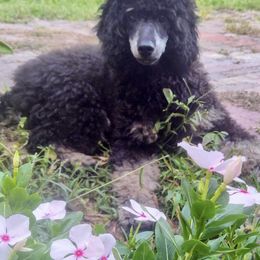 Poodle Puppies from Bindi's Pups