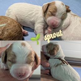 Sprout - Parti male Goldendoodle puppy in Sioux Falls, South Dakota from Dolly's Doodles