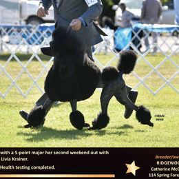 Lyric - Poodle