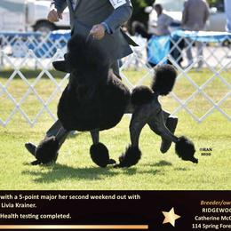 Lyric - Poodle
