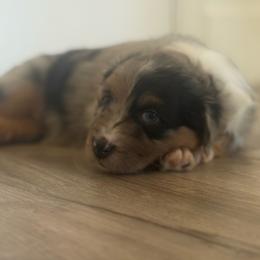 Willow - Blue merle female Australian Shepherd puppy in San Tan Valley, Arizona from FaithsAussies