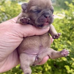 Sis - Fawn and white female French Bulldog puppy in Willis, Texas from Grandiose Frenchies