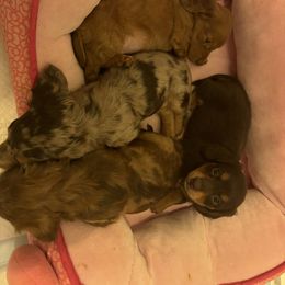 Dachshund Puppies from Pine Grove Doxies