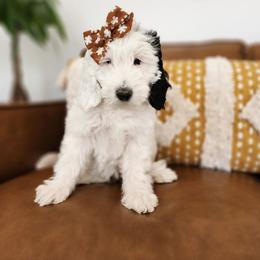 Daisy - Black and white female Sheepadoodle puppy in Tooele, Utah from Salt & Snow Pups