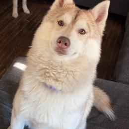 Zoro - Siberian Husky