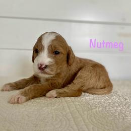 Nutmeg - Red  female Goldendoodle puppy in Stanford, Kentucky from Holloway Goldendoodles