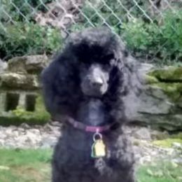 Poodles from Flambeau Poodles