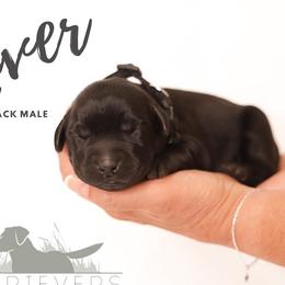 Labrador Retriever Puppies from AGL Retrievers