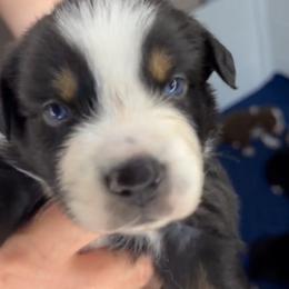 Cowpoke AKC Tailed - Black tri-color male Australian Shepherd puppy in Inverness, Florida from Swamp Puppy Canine Kennel