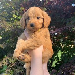 Goldendoodle Puppies from Goldendoodles of Vanhoy Farms