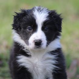 Blk female - Black female Border Collie puppy in Tylertown, Mississippi from Cool Meadow Farms