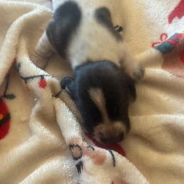 Girl 3 - Piebald female Dachshund puppy in Lakecreek, Oregon from Forever Doxie