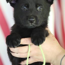 German Shepherd puppies from Vom Haus Highlands