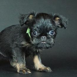 Green collar girl - Black and tan female Brussels Griffon puppy in Florida from Robin’s Griffons