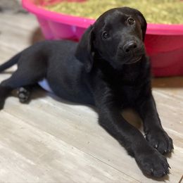 Bodie (Bo) - Black male Labrador Retriever puppy in Houston, Texas from CMJ Kennels