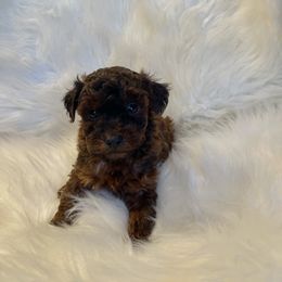 Pekingese and Poodle Puppies from Dogs lovers