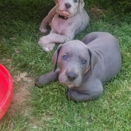 Great Dane Puppies from Big Friendly Great Danes