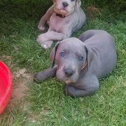 Great Dane Puppies from Big Friendly Great Danes
