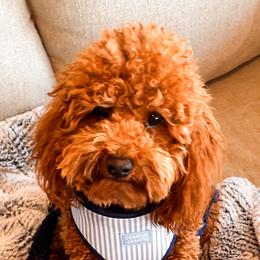 Cavalier King Charles Spaniels and Poodles from Pixie Dust Cavaliers