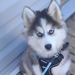 Boy 3 (Nike) - Gray and white Pomsky puppy in Norfolk, Virginia from 'Brick'House Couture Pomskies